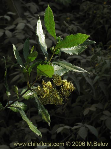 Image of Caldcluvia paniculata (Tiaca / Triaca / Quiaca). Click to enlarge parts of image.